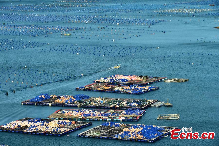 Abalone Enters Harvest Season in Fujian