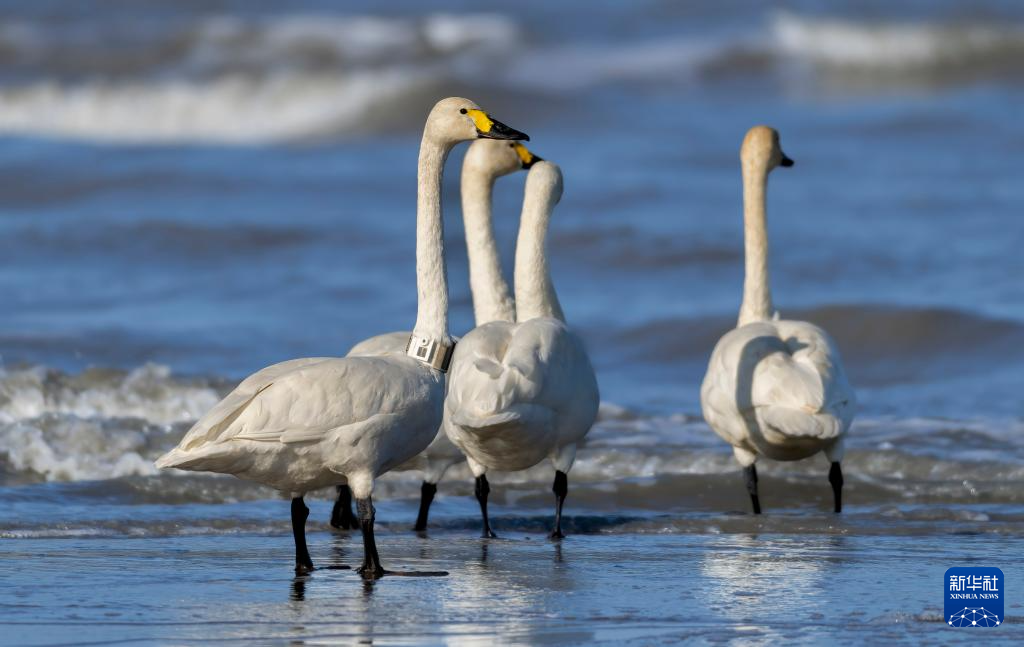 Tundra swans rest and forage at Minjiang River estuary nature reserve in China's Fujian